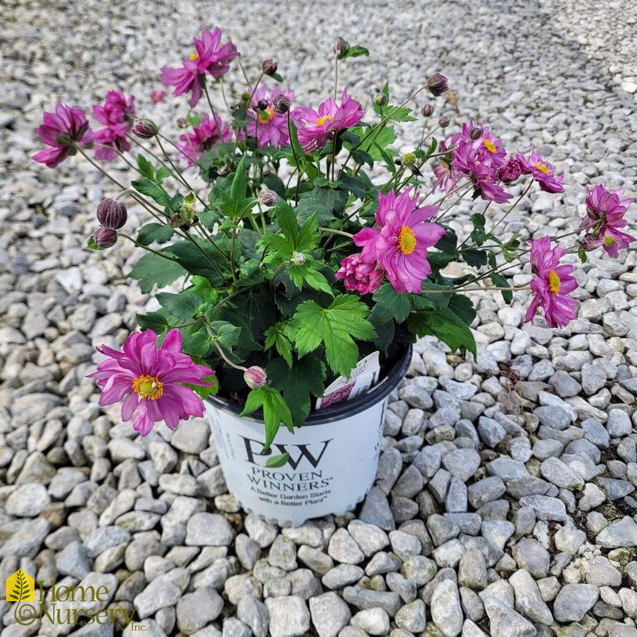 Anemone x Fall in Love™ 'Sweetly'