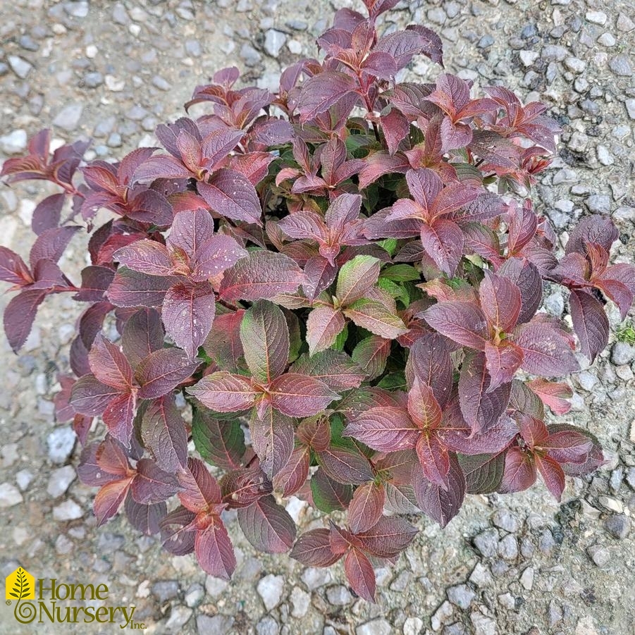 Weigela florida Midnight Sun®