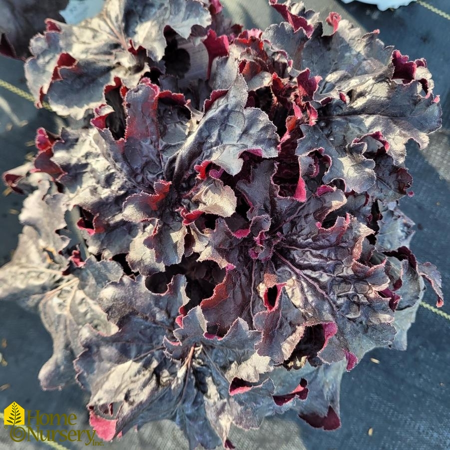 Heuchera x Dressed Up® 'Evening Gown'