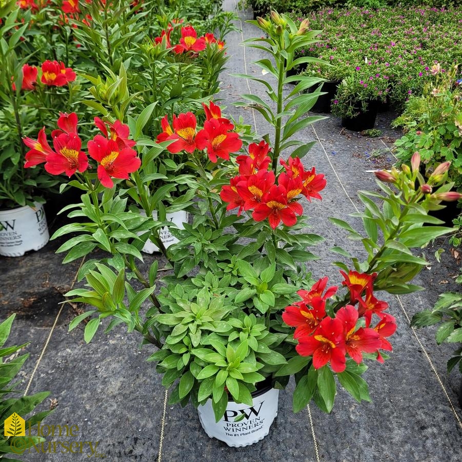 Alstroemeria x Summer Heat