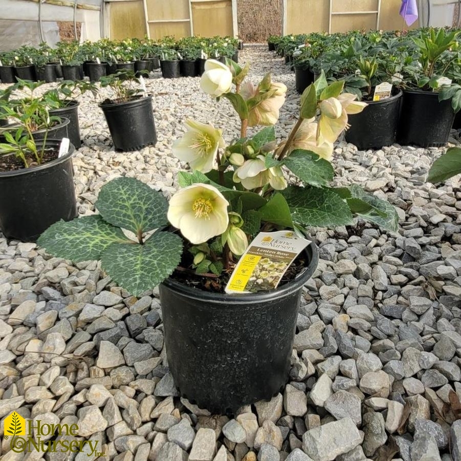 Helleborus x Frostkiss® Molly's White