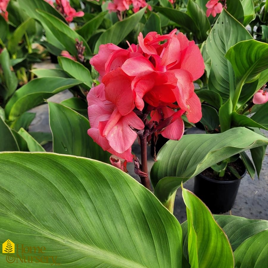 Canna Cannova® Rose Dark Bud