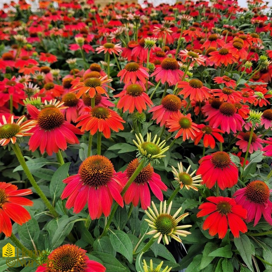 Echinacea x Summersong™ Firefinch™