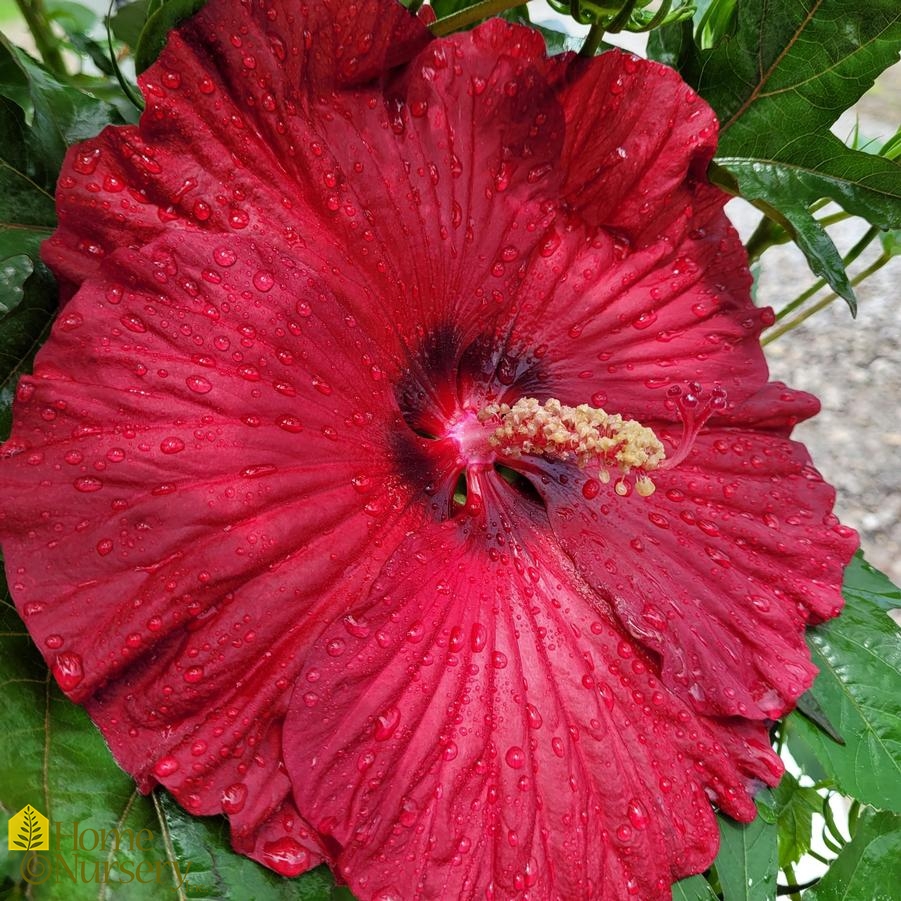Hibiscus x Summerific® 'Garnet Globes'
