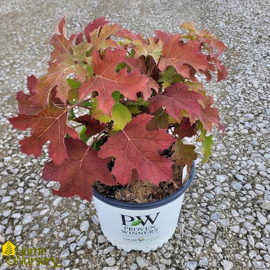 Hydrangea quercifolia Gatsby Glow Ball®