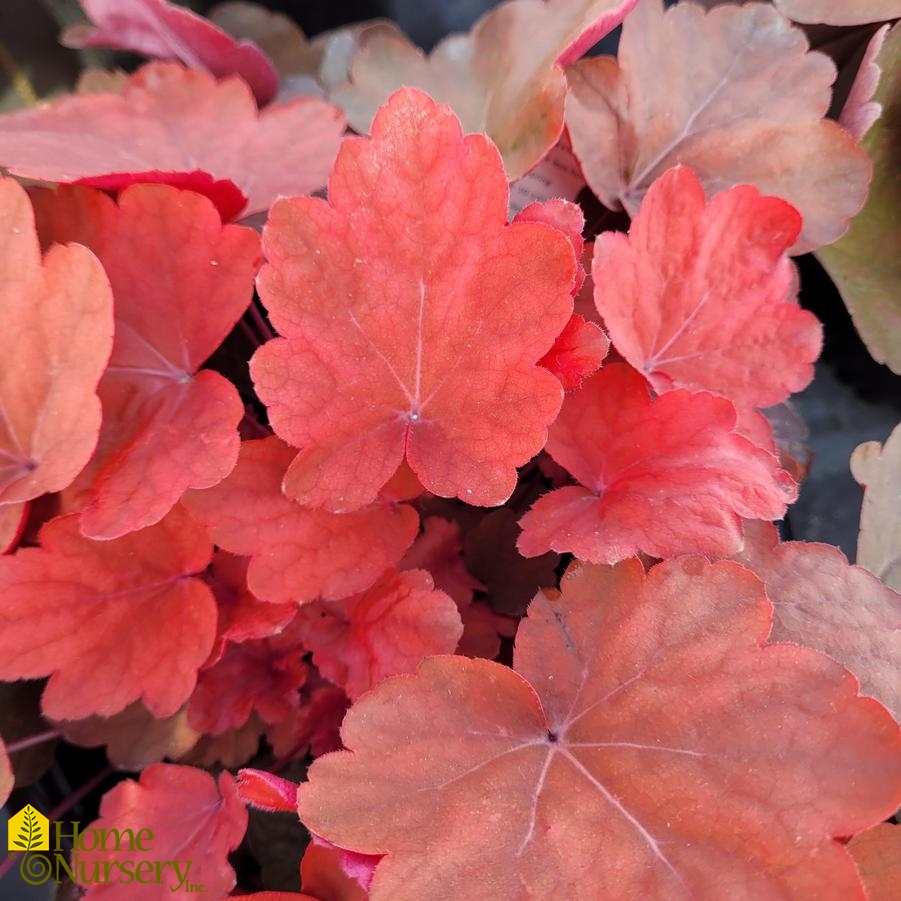 Heuchera x Carnival Cinnamon Stick