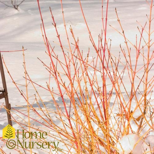 Cornus sanguinea Arctic Sun®