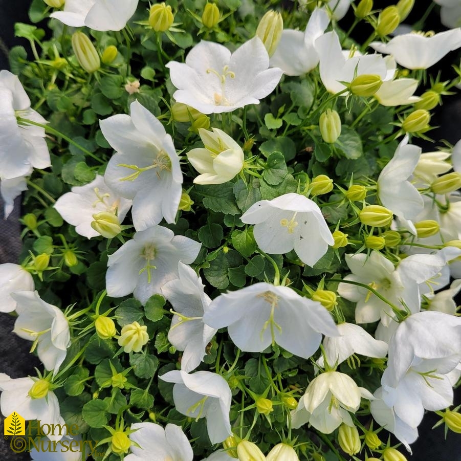 Campanula carpatica 'Rapido White'