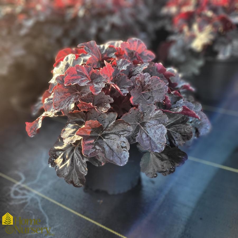 Heuchera x 'Obsidian'