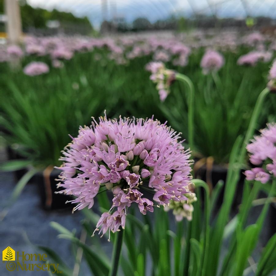 Allium lusitanicum 'Summer Beauty'