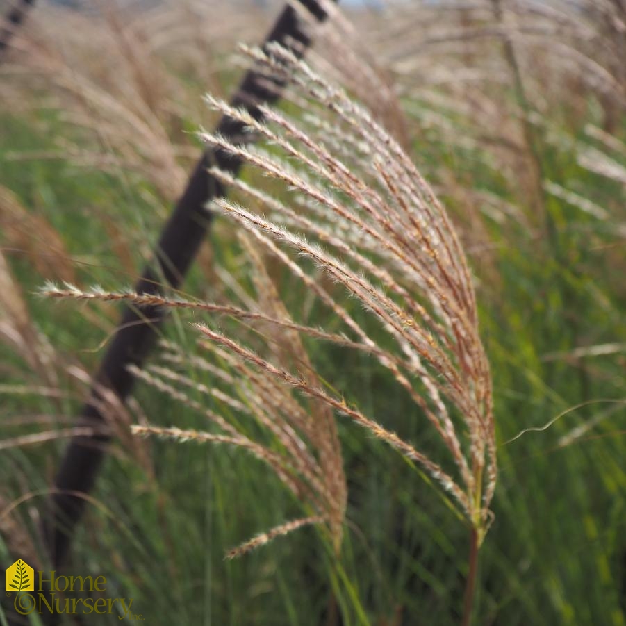 Miscanthus sinensis 'Gracillimus'