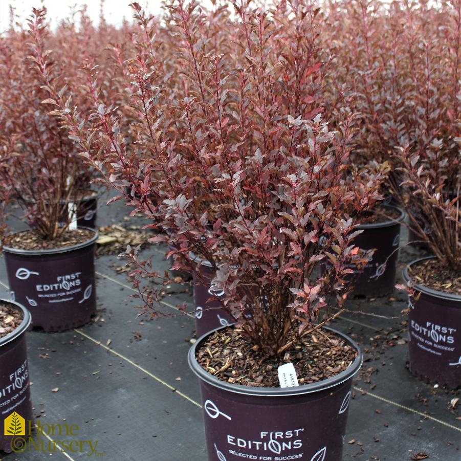 Physocarpus opulifolius Little Devil™