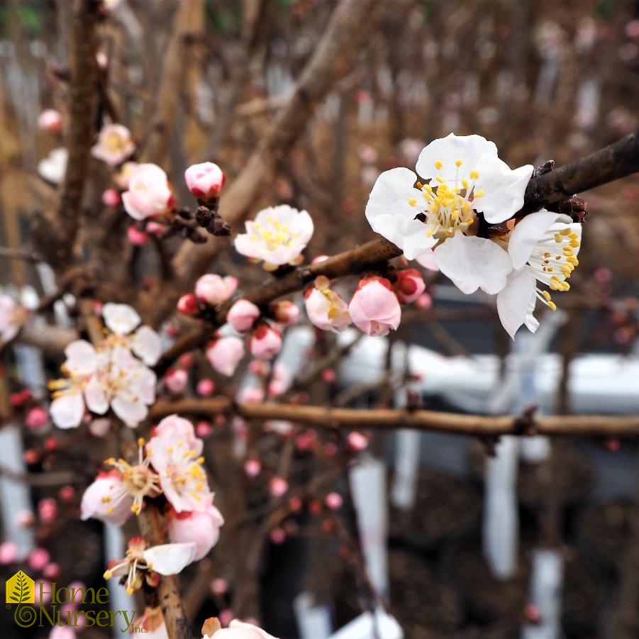 Prunus armeniaca 'Moongold'