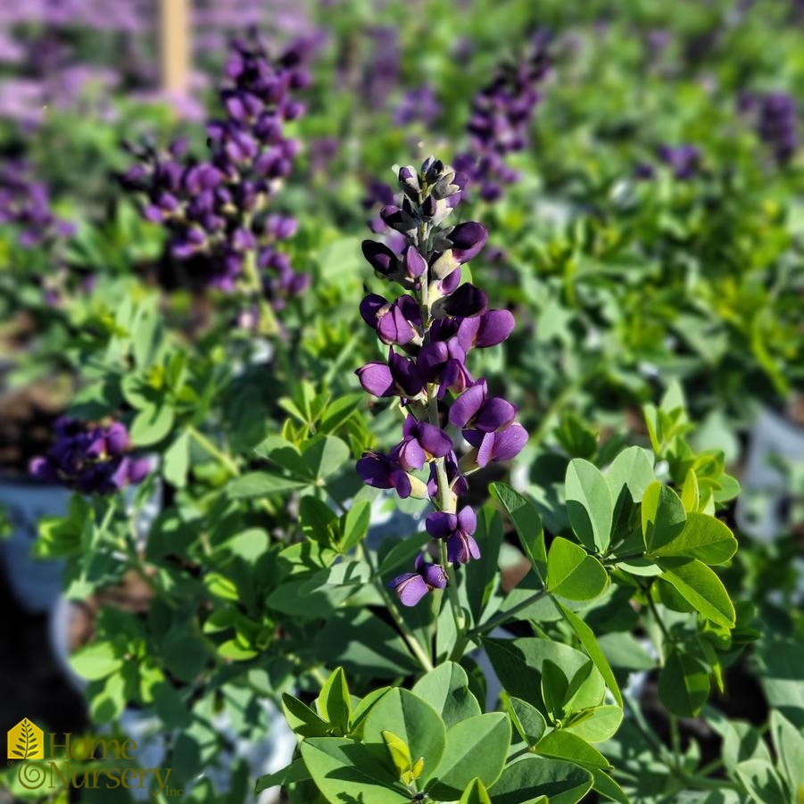 Baptisia x Decadence® 'Sparkling Sapphires'