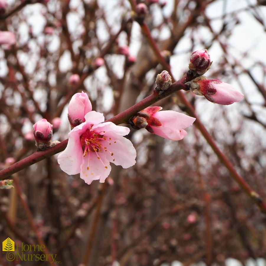 Prunus persica 'Saturn'