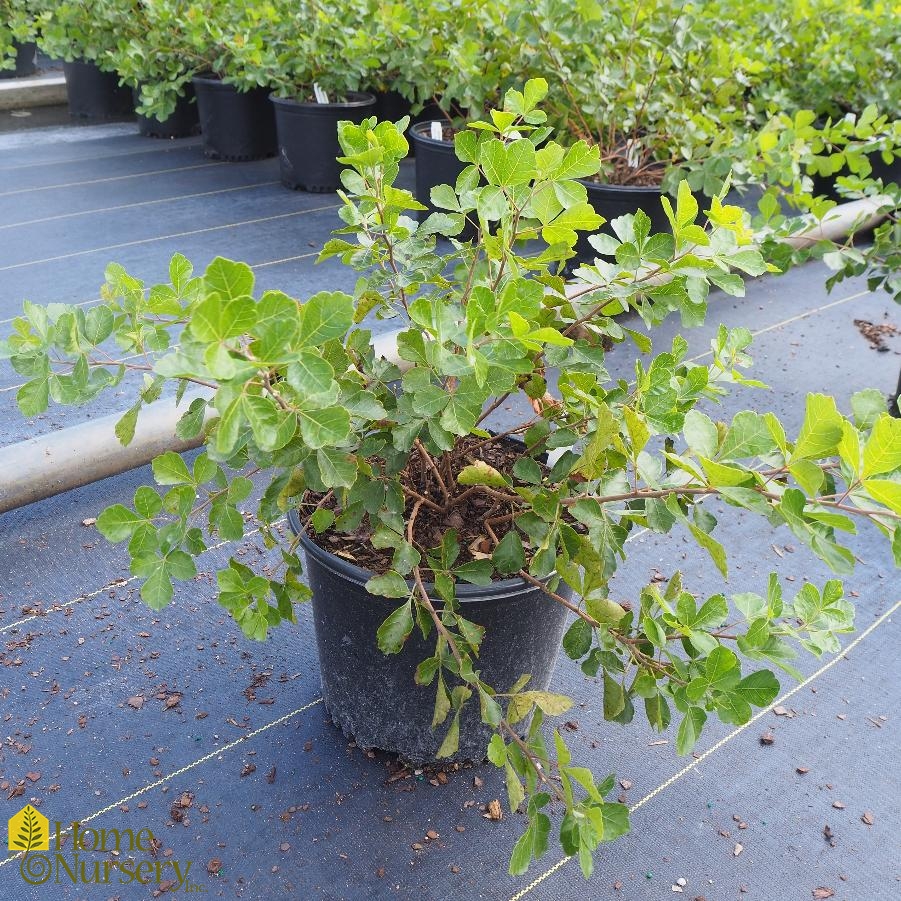 Rhus aromatica (Aromatic Sumac) – Eco Blossom Nursery