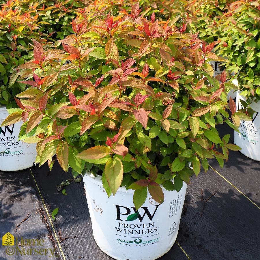 Rejse tiltale kompakt timeren Spiraea japonica Double Play® Red Japanese Spirea from Home Nursery