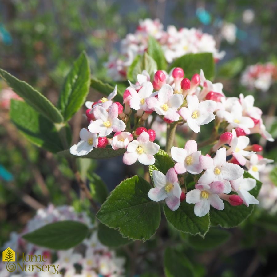 Viburnum x burkwoodii 'Mohawk' Burkwood Viburnum from Home Nursery