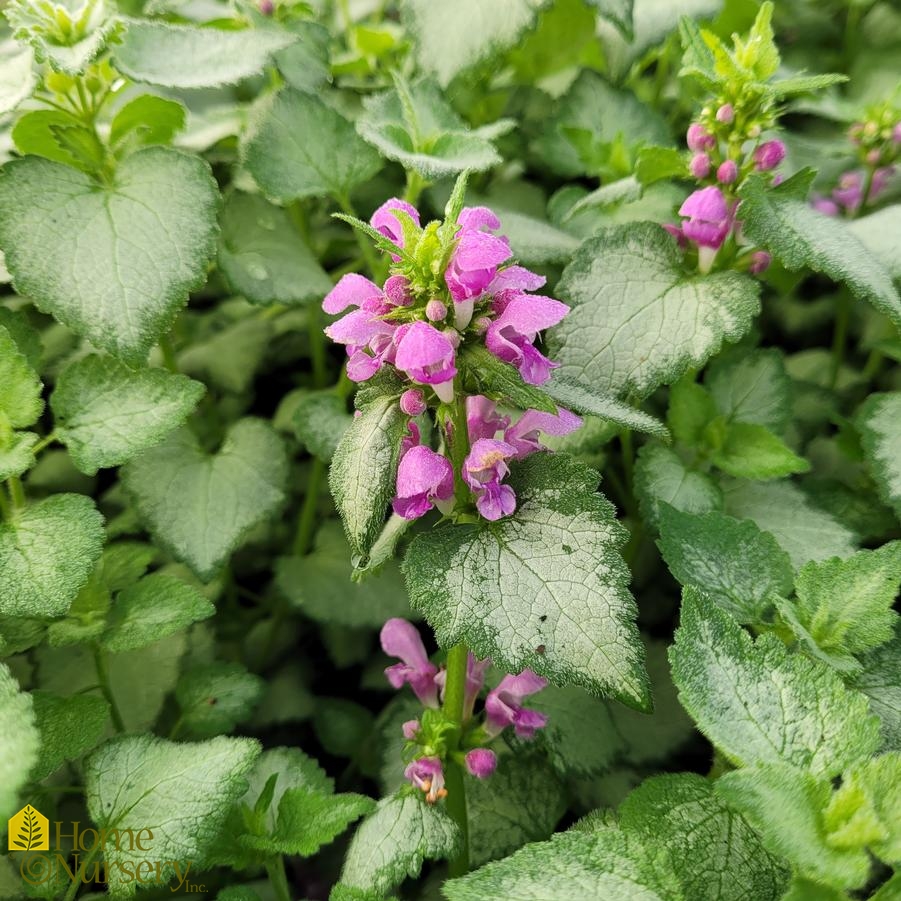 Lamium maculatum Orchid Frost'