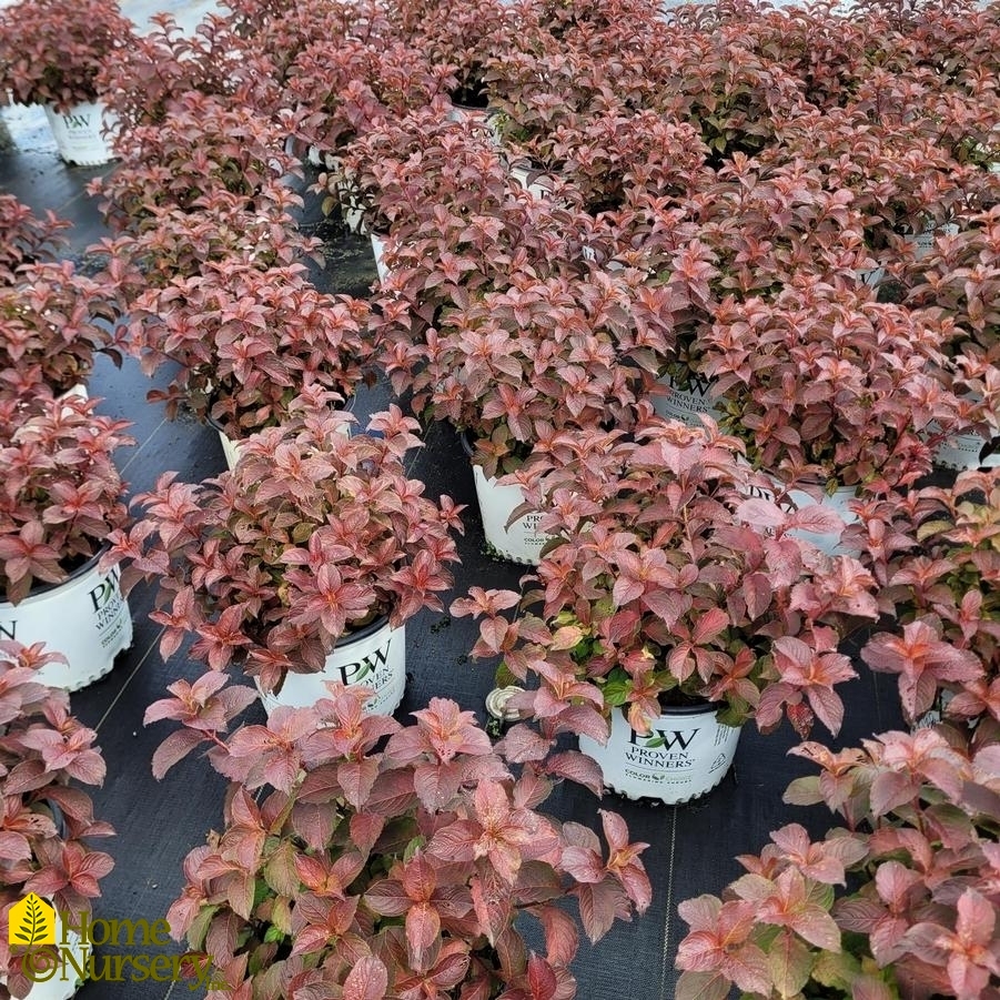 Weigela florida Midnight Sun®