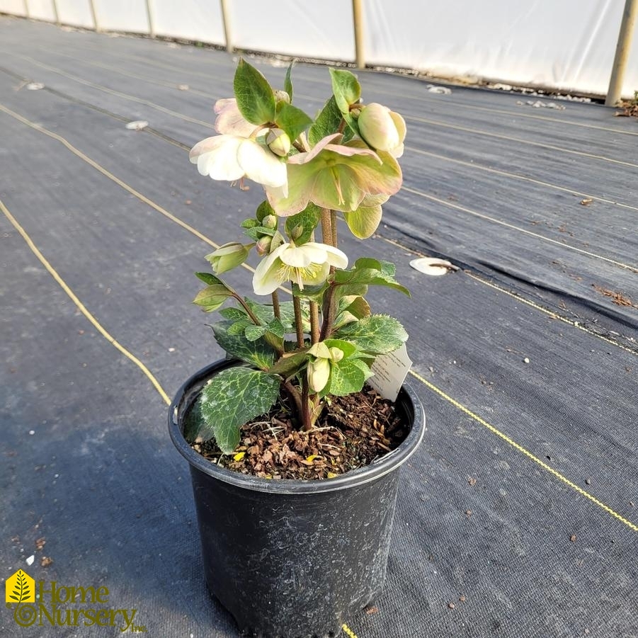 Helleborus x Frostkiss® Molly's White