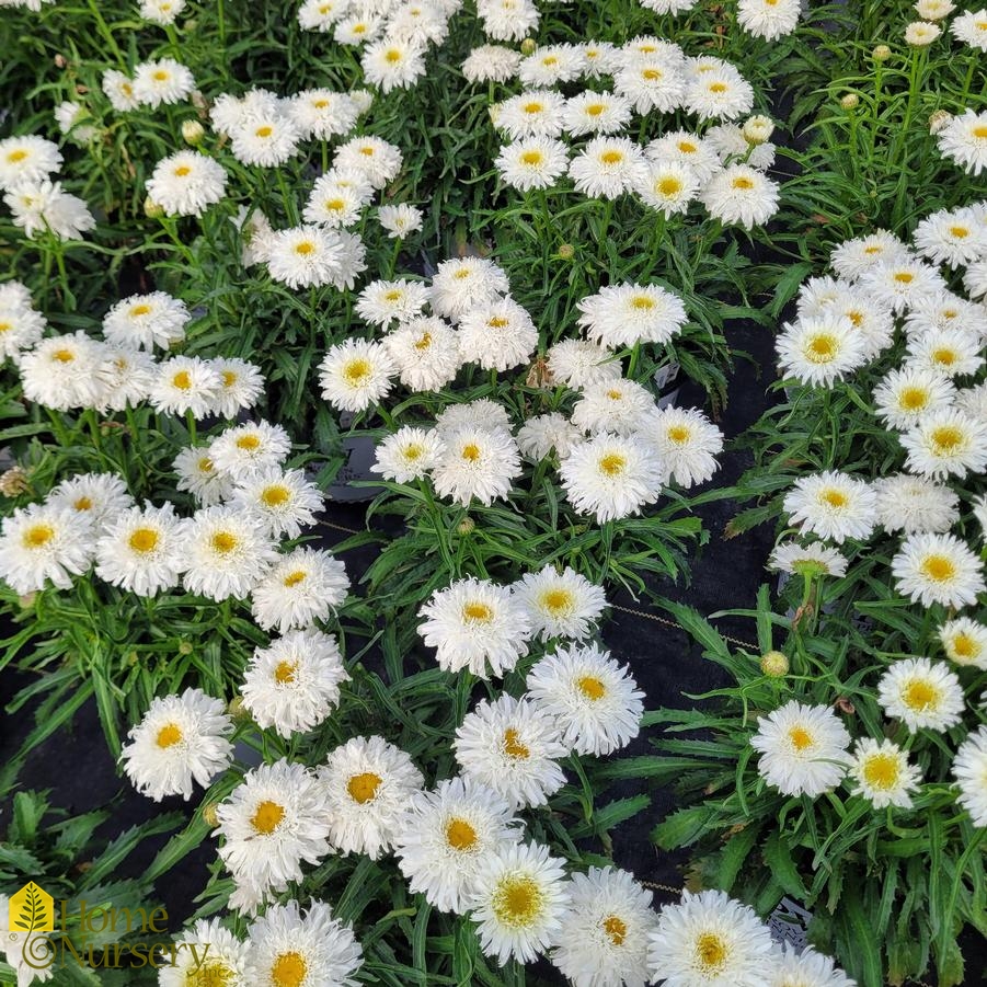 Leucanthemum superbum Amazing Daisies® 'Marshmallow'