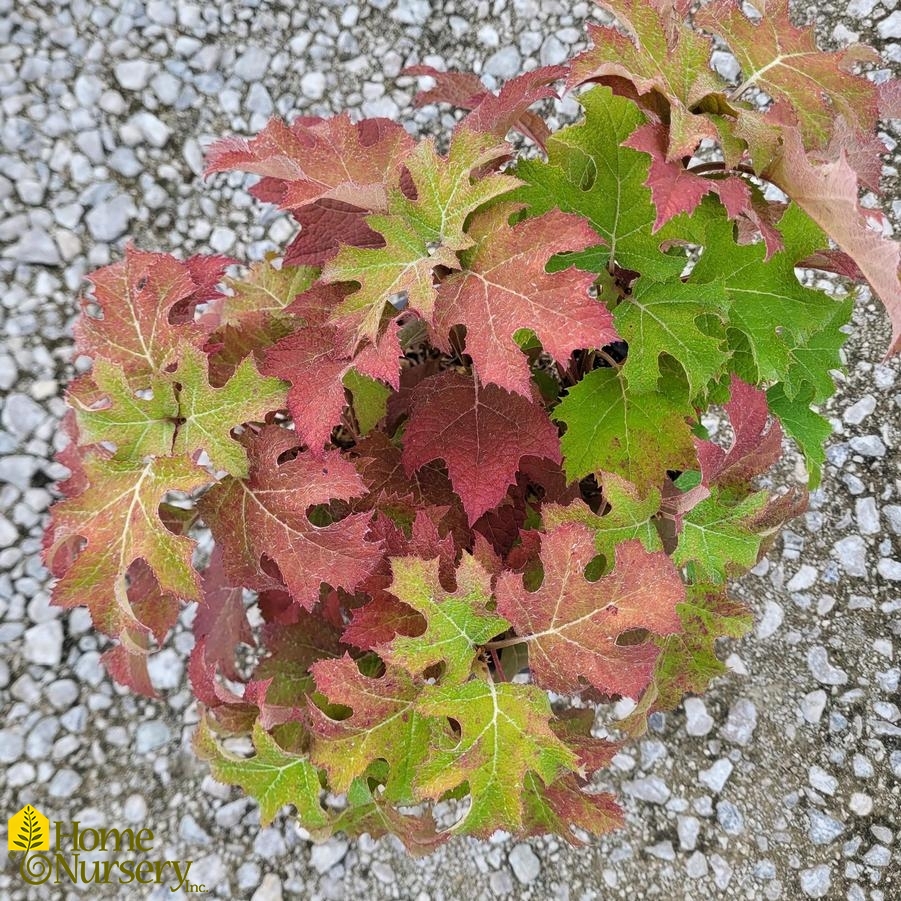 Hydrangea quercifolia Gatsby Glow Ball®