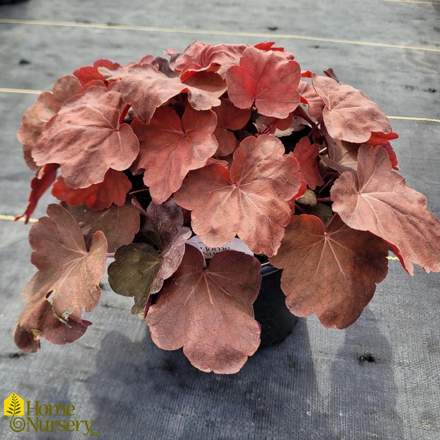 Heuchera x Carnival Cinnamon Stick