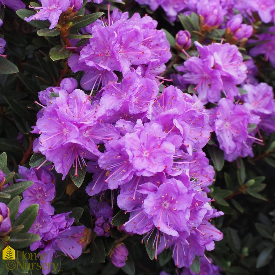 Image of Rhododendron Purple Gem deciduous azalea