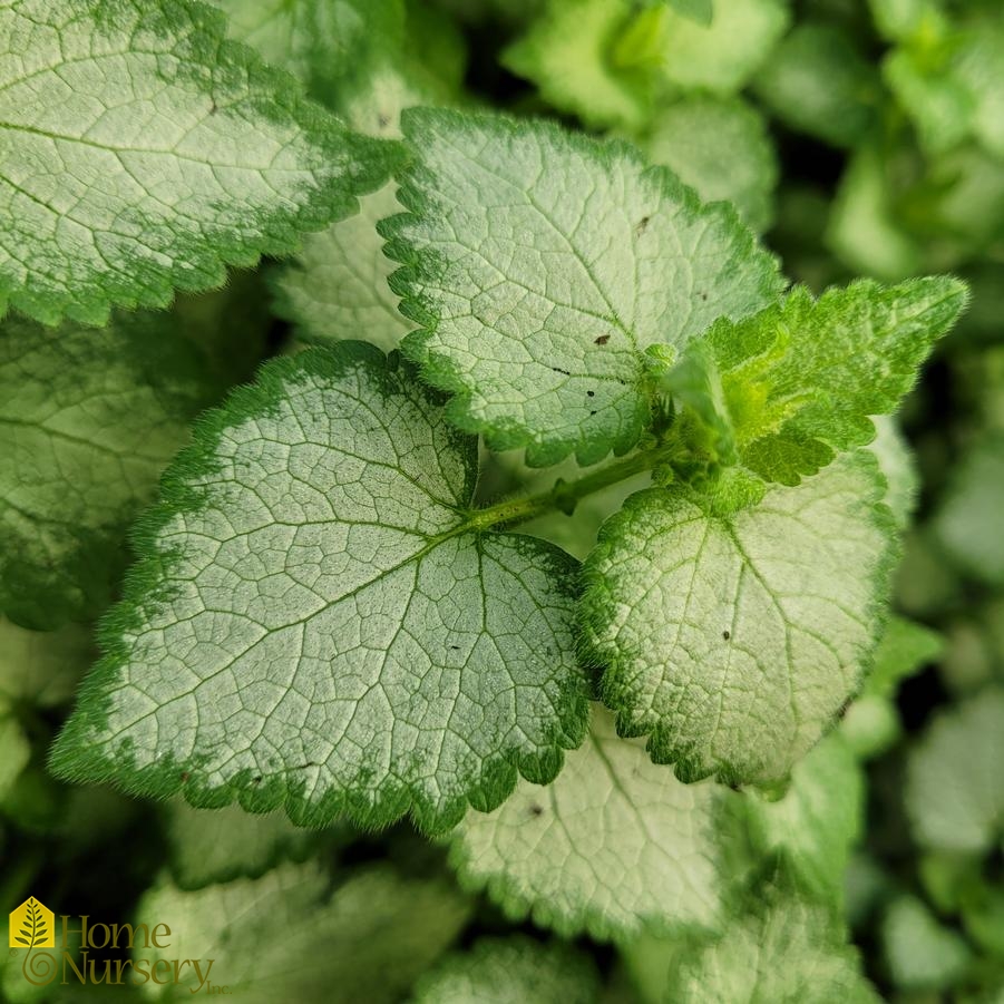 Lamium maculatum Orchid Frost'