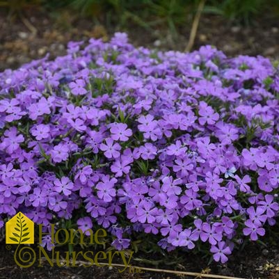 Phlox x Mountainside™ 'Crater Lake'