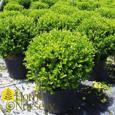 Buxus sinica var. insularis 'Winter Gem'