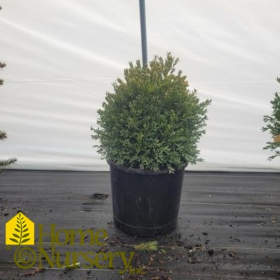 Buxus x 'Green Gem'