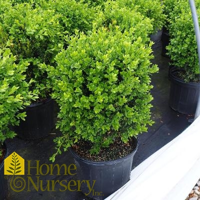 Buxus x 'Green Mountain'