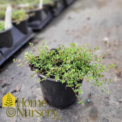 Thymus praecox 'Coccineus'