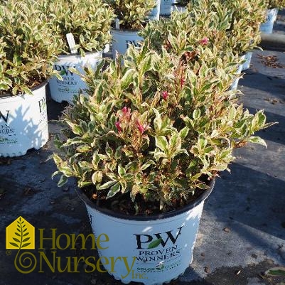 Weigela florida My Monet Purple Effect®