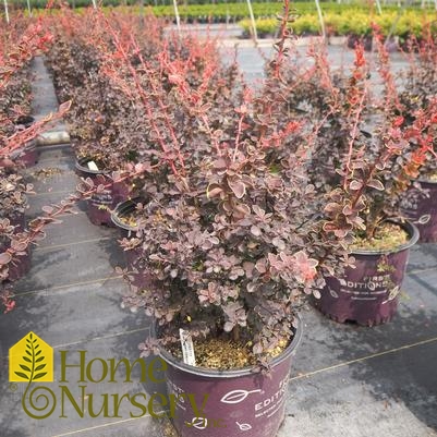 Berberis thunbergii Toscana™