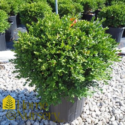 Buxus x 'Green Velvet'