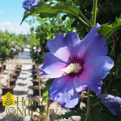 Hibiscus syriacus Azurri Blue Satin® tree form