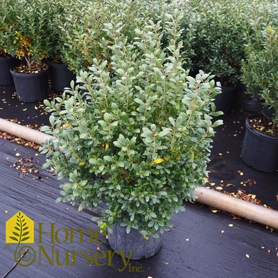 Ilex glabra 'Nigra'