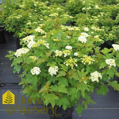 Viburnum opulus 'Compactum'