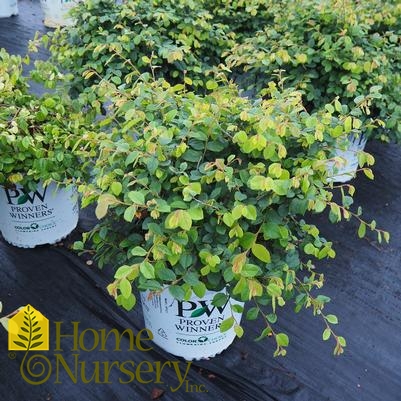 Loropetalum chinense Jazz Hands® Dwarf White