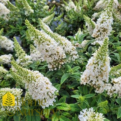 Buddleia x Pugster White®