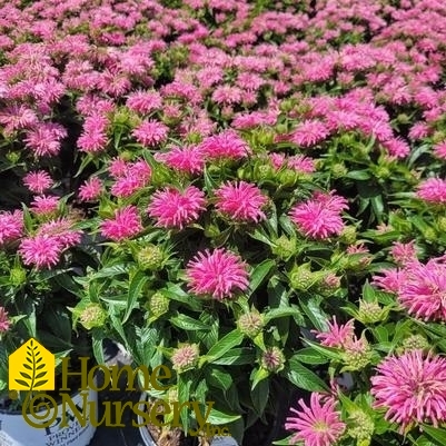 Monarda didyma 'Pardon My Pink'