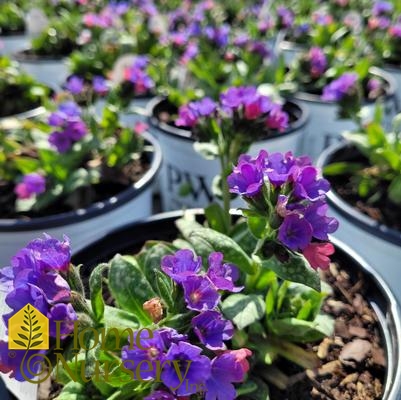 Pulmonaria 'Spot On'