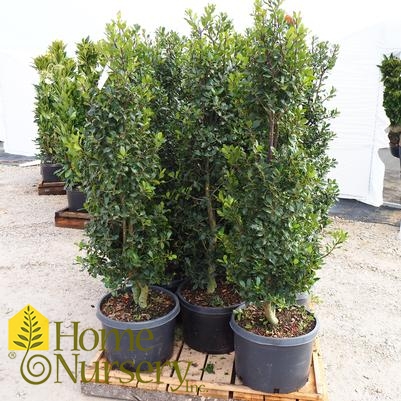 Ilex x 'Centennial Girl'