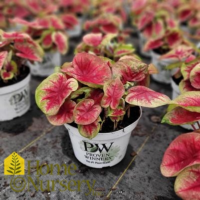 Caladium hortulanum Heart to Heart® 'Lemon Blush'