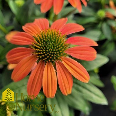 Echinacea Artisan™ Collection Soft Orange