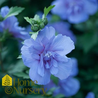 Hibiscus syriacus Blue Chiffon® tree form