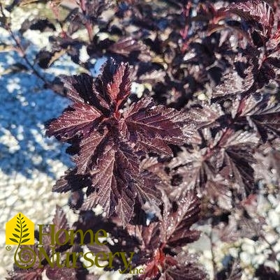 Physocarpus opulifolius Fireside®